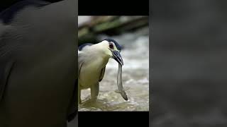 Nycticorax Nycticorax, Sterna Paradisaea