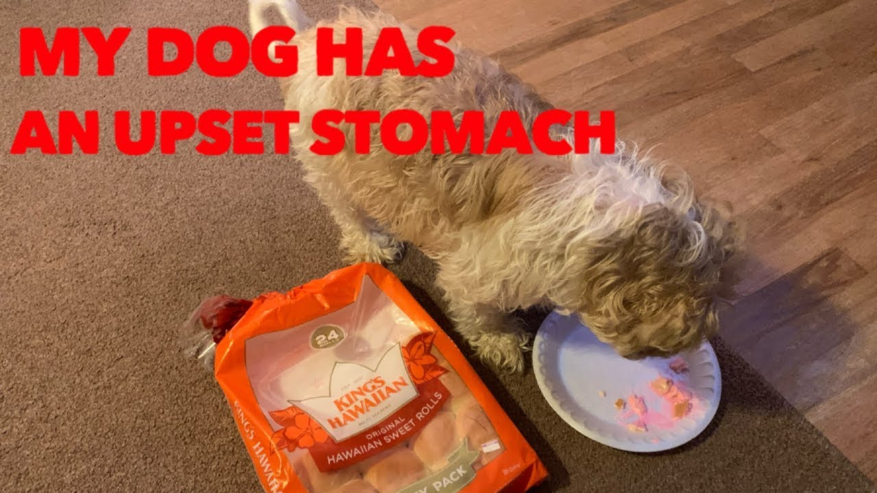 can i give my shih tzu pepto bismol