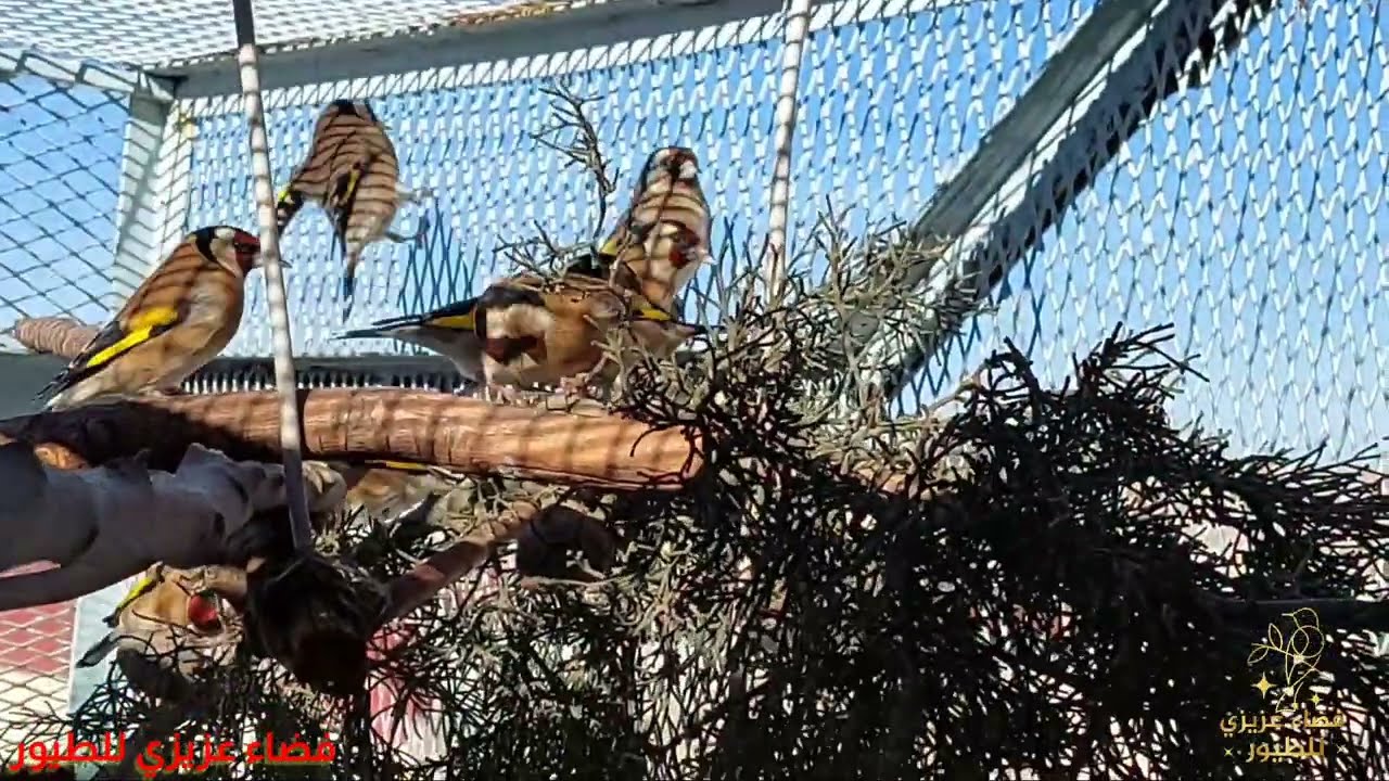 تجهيز الأعشاش لطائر الحسون