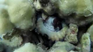 Octopus 2 Flic-En-Flac, Mauritius