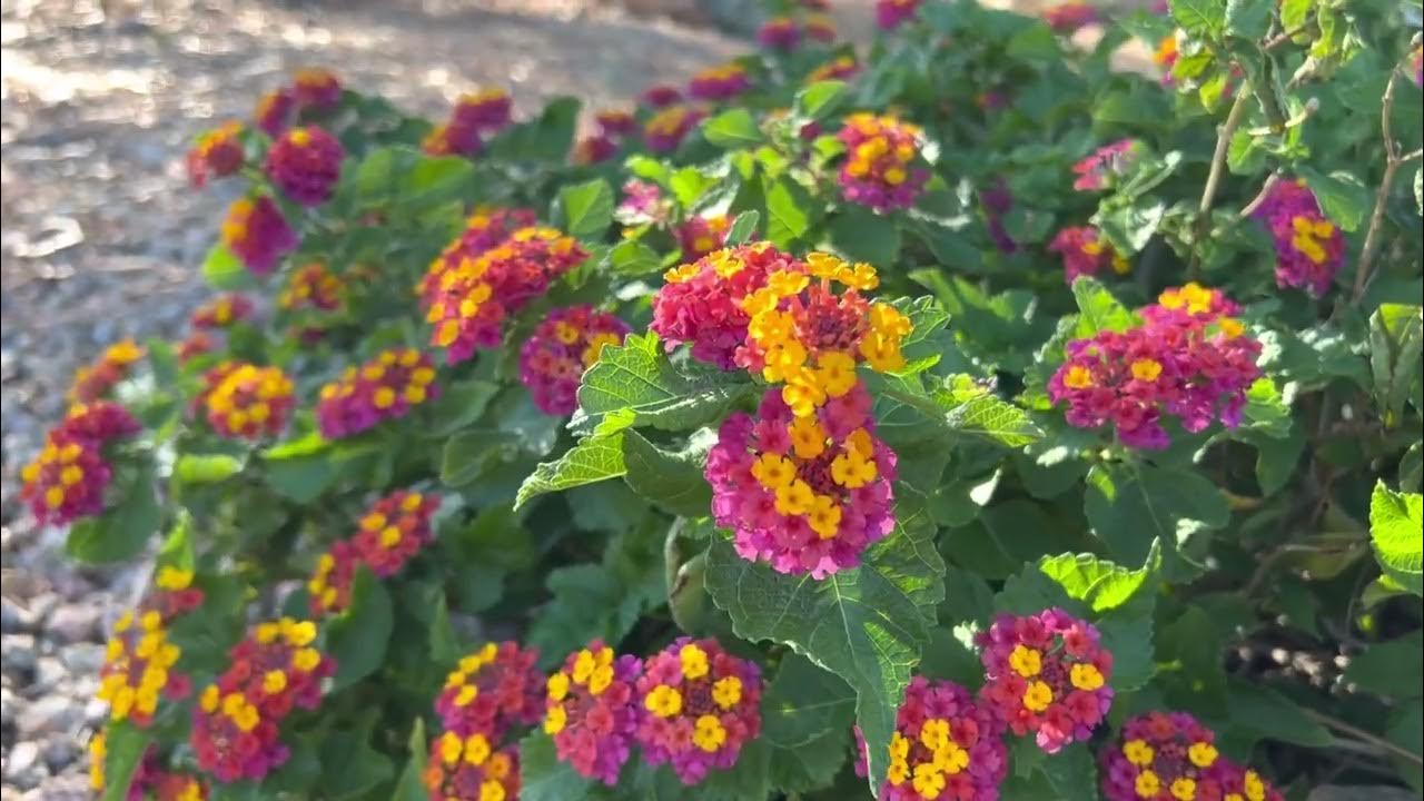 AZ Plant Reviews Lantanas (Lantana Camara) YouTube