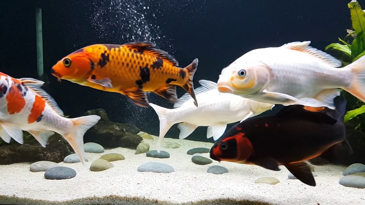 Beautiful Aquascape with Colorful Fish | Relaxing Aquarium