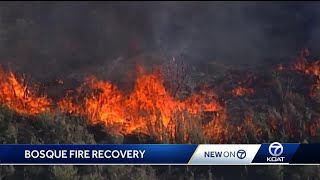 Albuquerque fire officials focus on recovery from Bosque fire Albuquerque Deploys High Tech Fire Detection Sensors Across The Bosque