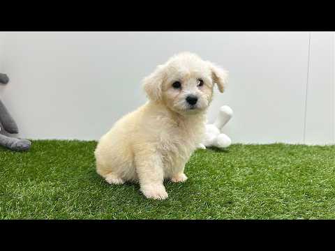 Video van Bichon Frise Male Blanc - PUP-ID 033449063 | Dierenhof Debrabandere