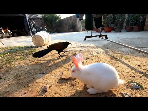 Video 6 thành Viên Mới Trong Gia Đình Bìm Bịp - Thỏ Trắng... - youtube
