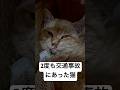 ちゃーは無事に保護できましたが、同じ状況で命を落とす猫は、星の数ほどいます。そんな残酷な最後を遂げる猫を減らすために、TNR活動をがんばっています！猫を救いたい！命を守りたい！皆様いつも応援ありがとう