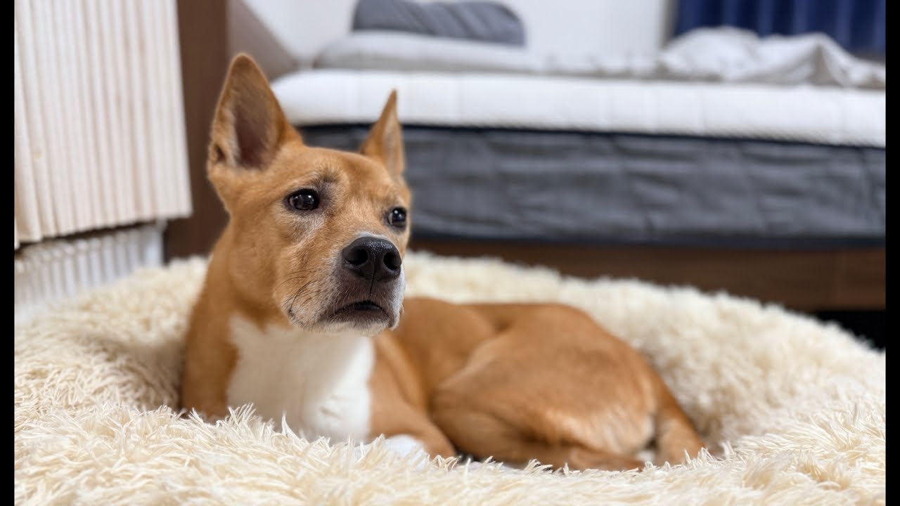 Live stream of the day a scared mixed-breed dog came out of its