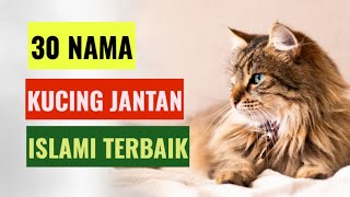 30 Nama kucing jantan islami terbaik dan artinya