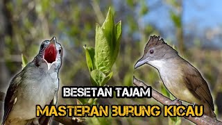 MASTERAN BURUNG TEMBAKAN KASAR||Besetan tajam ampuh untuk masteran murai,Kacer,cucak ijo dan cendet