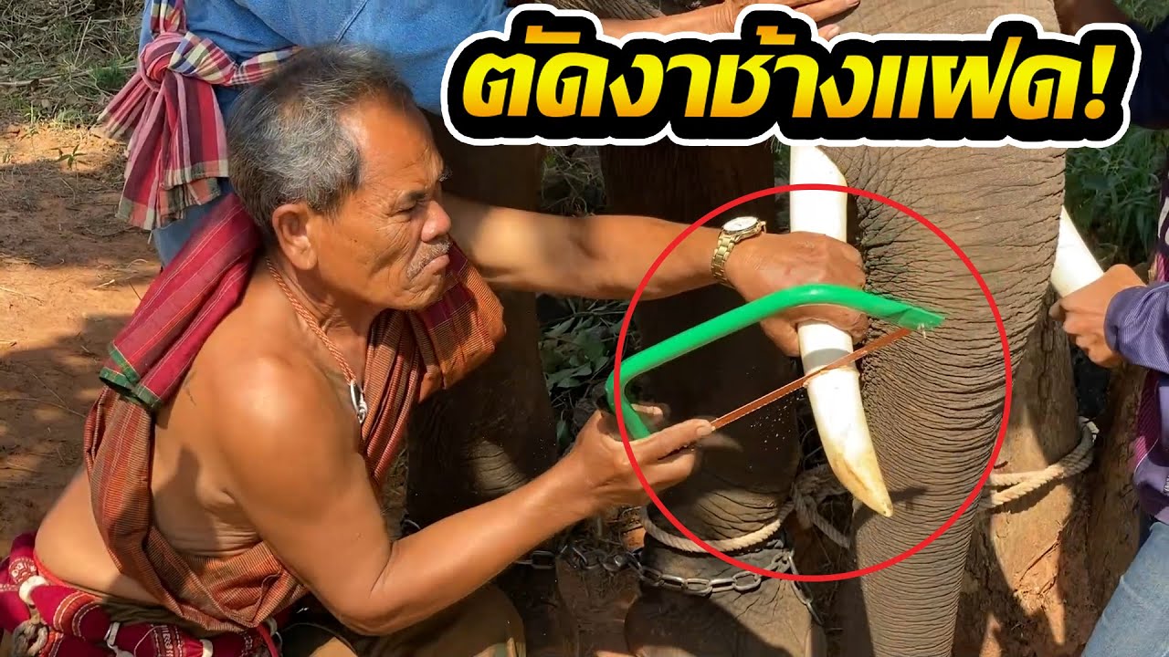 Cut tusks! ตัดงาช้างแฝดคู่แรกของโลก! เกือบได้พาตาลุนไปโรงบาล