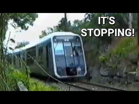 Confrontation With A Tangara In Sydney