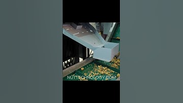 From harvest to sorting of walnuts. Walnut processing line
