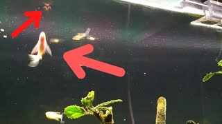 🔴 Como Peixes de Topo (Paulistinha / Danio / Glofish) Salvaram Meu AP de uma Infestação de Insetos 🔴