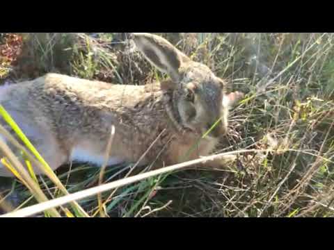 Охота на зайца/Сезон 2023/Hare Hunting