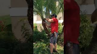 Pygmy Date Palm// Jordan Shockey// Landscapers of Central Fl #lawncare #landscaping #palmtrees