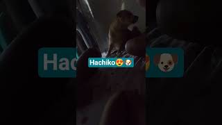 Lambingan with Hachiko 🐶😍 #trendingshorts #funnyshorts #dogshorts #doglove #doglife #dog