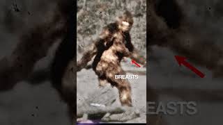 Bigfoot Video Fake?  #paranormal