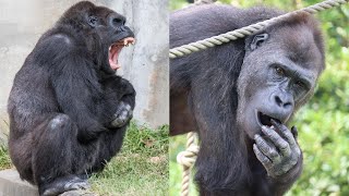 園内騒然　アニーがネネに噛み付き大激怒😡　The park is in an uproar Annie bites Nene and rages 😡　ゴリラ/Gorilla