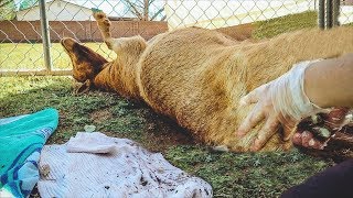 Don't Faint on me now, Mama! (miniature goat birth)