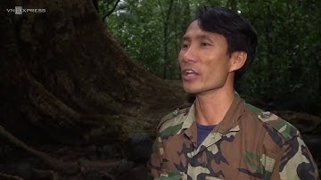 CÂY TUNG HƠN 400 TUỔI Ở VƯỜN QUỐC GIA CÁT TIÊN -http://www.tinmoitruong.vn/