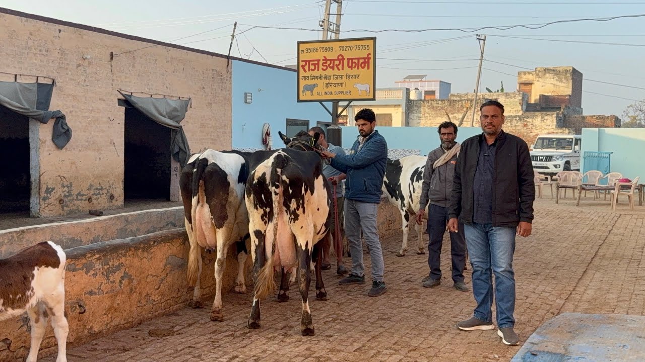 👍 5 गाय 🐄 जा रही MP नरसिंहपुर , 22-28 लीटर दूध तैयार , Raj dairy farm Hissar Haryana 