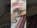 ama #cat #catmemes #keşfet #ytdayibenionecikarnolur
