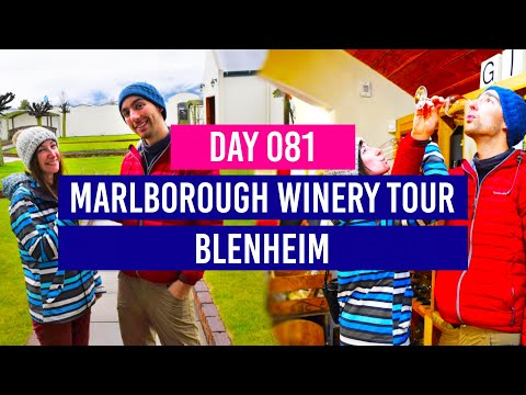 DAY 81 🍷 Marlborough Winery Tour - Blenheim - New Zealand Travel