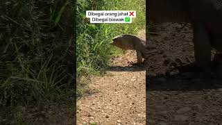 di hadang binatang buas di jalan