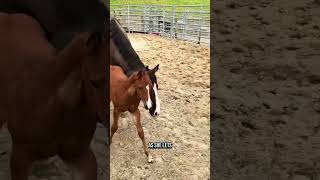 Baby horse with 13 stitches gets his first taste of freedom