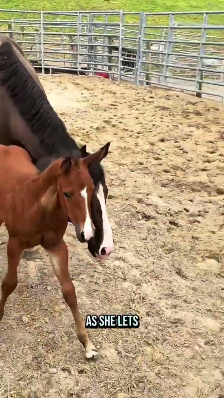 Baby horse with 13 stitches gets his first taste of freedom
