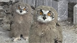 Забавные филинята! Ламбада филинёнка))) Funny owl chicks! Lambada at the owl chick)))