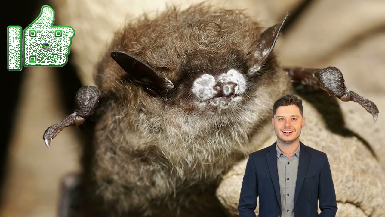 Enfermedades de la Fauna Tras Senderos Cerrados