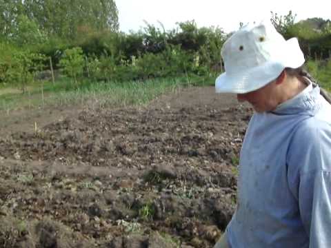 Vegetable garden update, April, mostly onions and ...