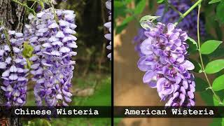 Non-native Wisteria | Dirty Dozen Invasive Plants Series #10 Details