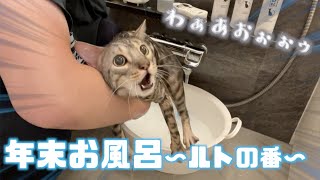 年ぶりに暴れ猫をお風呂に入れていく【ルト編】
