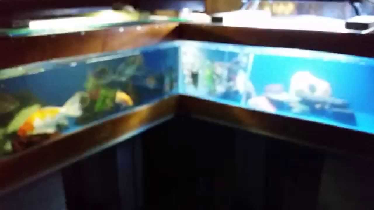 300 gallon plywood aquarium YouTube