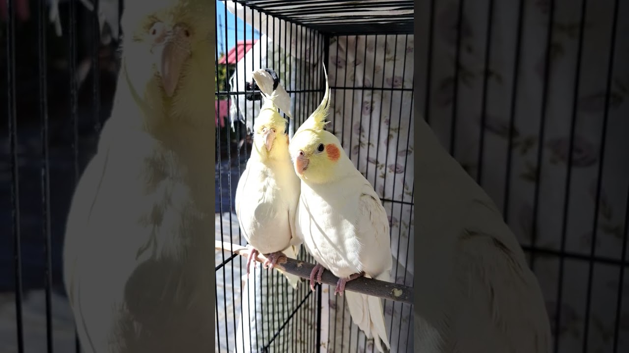 COCKATIEL BIRDS.. BUDDY IN YOGA MOOD ...