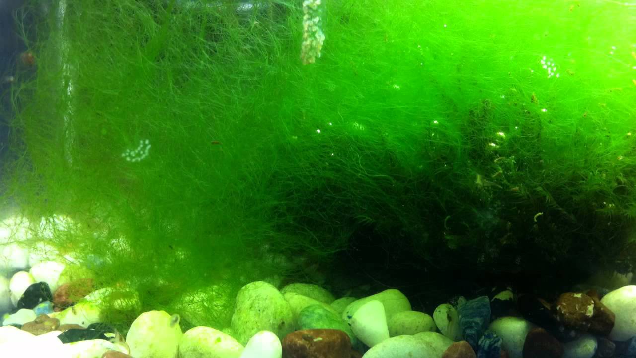 Одноклеточные водоросли дафнии. Фитопланктон водоросли. Фитопланктон и ламинарии. Бурые водоросли фитопланктон. Планктон зеленые водоросли.