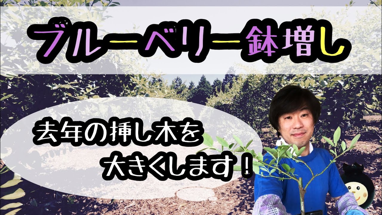 ★ブルーベリー鉢増し★