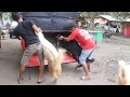 Proses Pengangkitan Kambing Di Dalam Truk Pasar Kambing Ngadiluwe Blitar