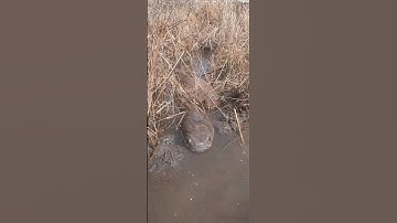 bắt cá lóc đồng #shorts #shortvideo #xuhuong