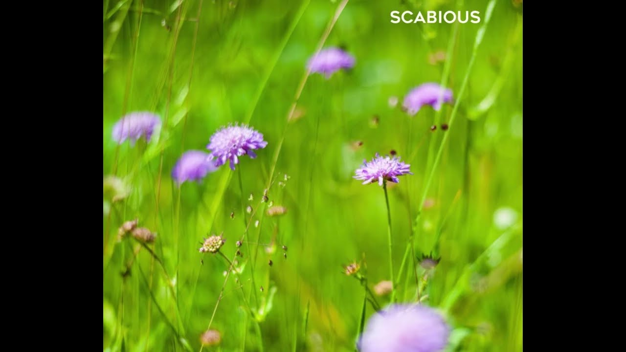 Ready to add some perennial beauty to your garden 🌼🌸 