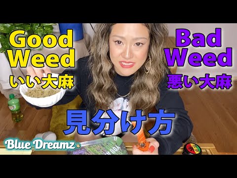 クソネタ吸ってみた【いい大麻 vs 悪い大麻の見分け方】