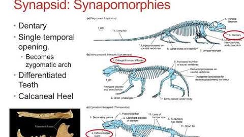 L13 1   BI458    Mammals Introduction   Lecture