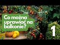 Co mozna uprawiac na balkonie podobnie jak na ogródku?
