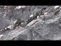 Amazing video of mountain goats in action