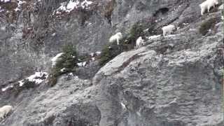 Amazing video of mountain goats in action