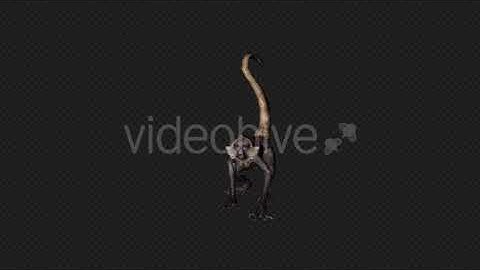 Monkey Attack Pack03 4 In 1 | Motion Graphics - Envato elements