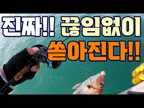 고흥 <strong>다잡아</strong> 타이라바