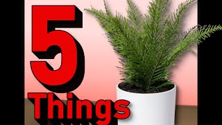 5 Things I like About This Plant